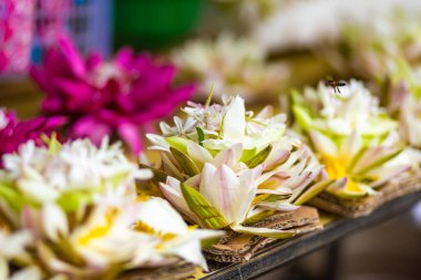 Çiçekli bir nilüfer çiçeği. Yaklaş..