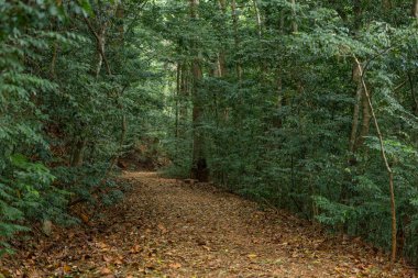 Yoğun ormanda bir patika. Doğal rezerv. Güneş ağaçların arasından doğmaz..