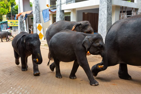 코끼리 강에서 수영을 도시의 거리로 갑니다 스리랑카의 코끼리 고아원 — 스톡 사진