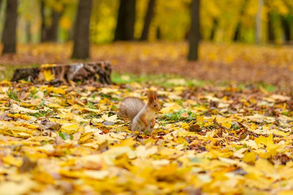 Veveriță Frumoasă Pufoasă Caută Mâncare Printre Frunzele Galbene Căzute Toamna — Fotografie, imagine de stoc