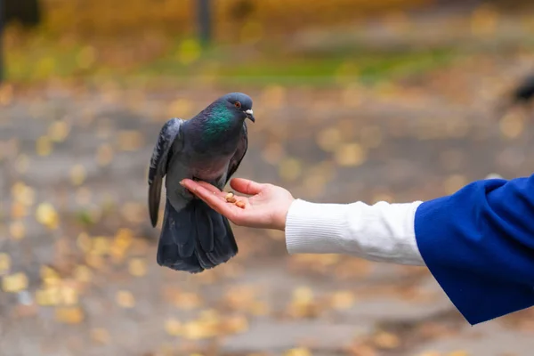 Persona Sostiene Una Paloma Mano Alimenta Las Palomas Parque Tame — Foto de Stock