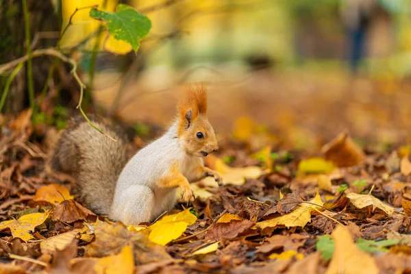 Una Hermosa Ardilla Esponjosa Está Buscando Comida Entre Las Hojas — Foto de Stock