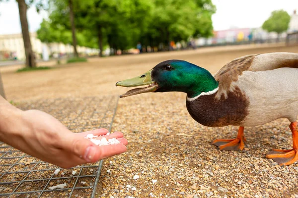 Homme Nourrit Canard Ses Mains Dans Parc Municipal Canard Drôle — Photo