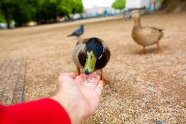 Bir adam şehir parkında bir ördeği elleriyle besler. Komik ördek neşeleniyor.
