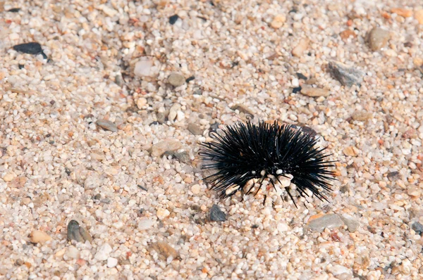 Sea urchin — Stock Photo, Image