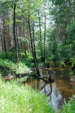 Küçük orman Nehri