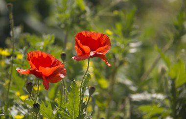 Kırmızı gelincikler tarlada