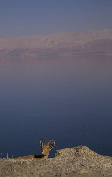 Nubain ibex near Ein Gedi, Blue Dead Sea on Background, Israel — Stock Photo, Image