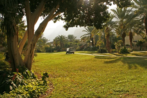 KIbutz Ein Gedi - Oásis no deserto da Judeia.Israel Imagens De Bancos De Imagens