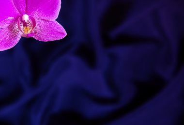 Orkide çiçek bej ipek zemin üzerine tebrik kartı