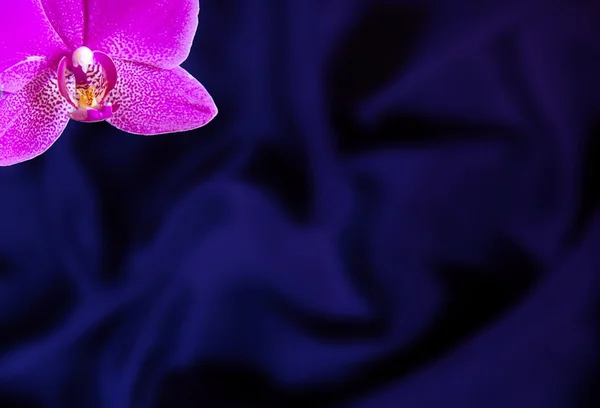 Поздравительная открытка с цветком орхидеи на бежевом шелковом фоне — стоковое фото