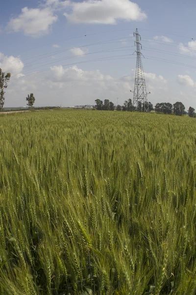 Ladang gandum hijau — Stok Foto