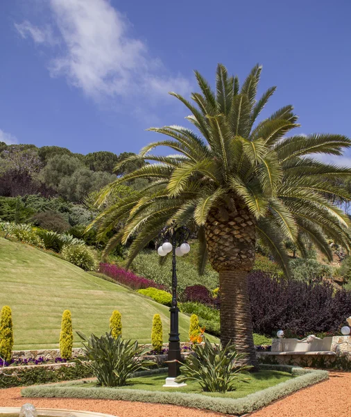 Palm Tree i vackra tropiska trädgård — Stockfoto