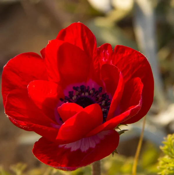 Grande anemone di fiori rossi in giardino, primo piano — Foto Stock