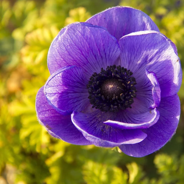 Grande flor azul anêmona no jardim, close-up Fotos De Bancos De Imagens