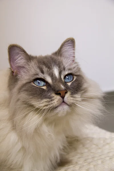 Ragdoll cat with blue eye closeup — Stock Photo, Image