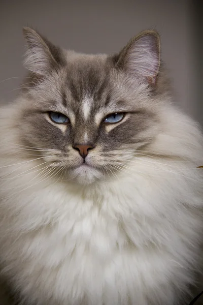 Портрет кота Blue colorpoint Ragdoll — стоковое фото