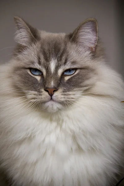 Mavi colorpoint Ragdoll kedi portresi