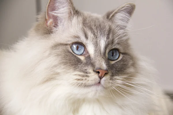 Ragdoll katt med blå ögon närbild Stockbild