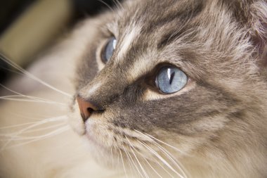 Mavi gözlü tatlı Ragdoll kedi