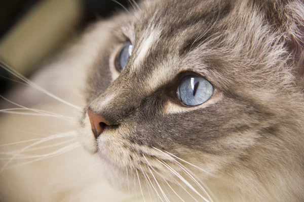 Closeup of Ragdoll cat with blue eyes — Stock Photo, Image