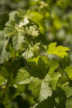 Üzüm yaprakları bir bağ