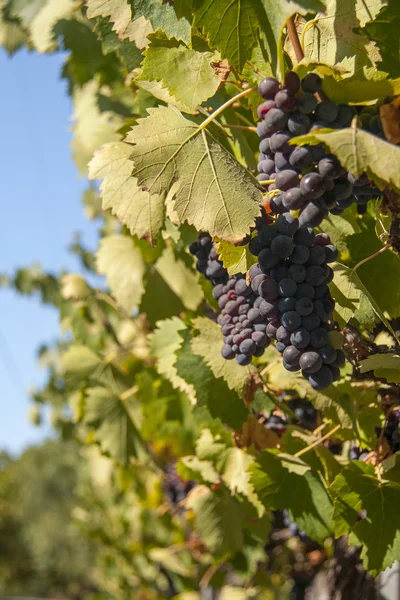 Red bunches of grape in the vineyard before the harvest — Stock Photo, Image