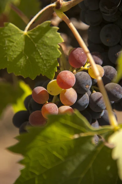 Camarões de uvas vermelhas na vinha antes da colheita — Fotografia de Stock