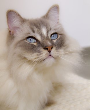 Mavi göz closeup ile Ragdoll kedi