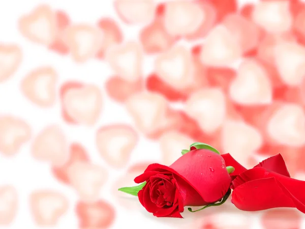 Moldura com uma forma de rosas e bokeh de corações — Fotografia de Stock