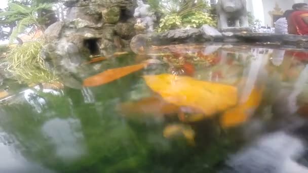 Koi carpa bajo el agua disparar — Vídeo de stock