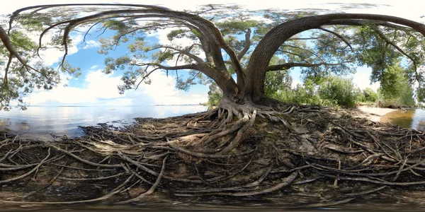 Stort träd med rötter — Stockfoto