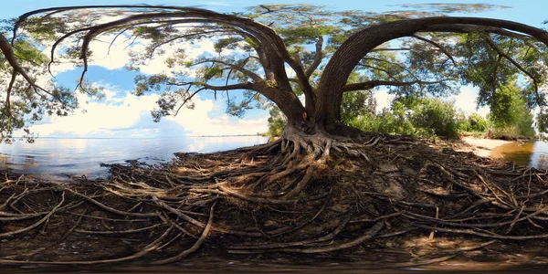 Velký strom s kořeny — Stock fotografie