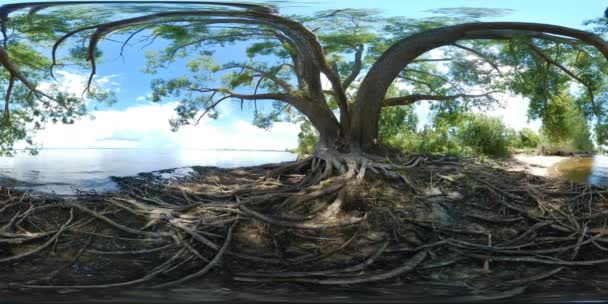 Árbol grande con raíces junto a un río — Vídeo de stock