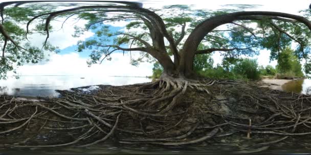 Grand arbre avec des racines près d'une rivière — Video