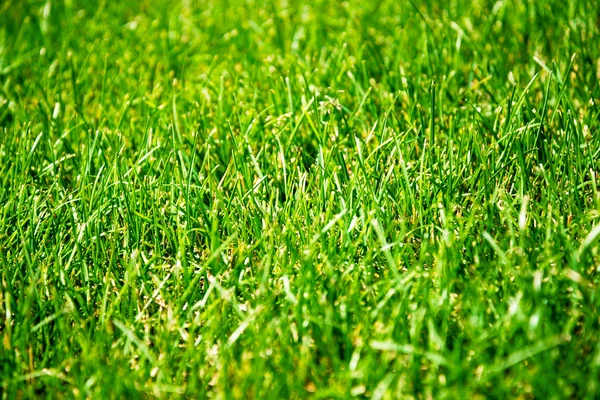 Zielona trawa naturalne tło — Zdjęcie stockowe