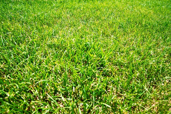 Green grass natural background — Stock Photo, Image