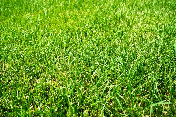 Зелена трава природний фон — стокове фото