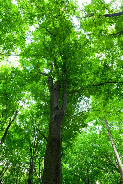 Tree with green leaves (focus on the trunk) — Stock Photo, Image