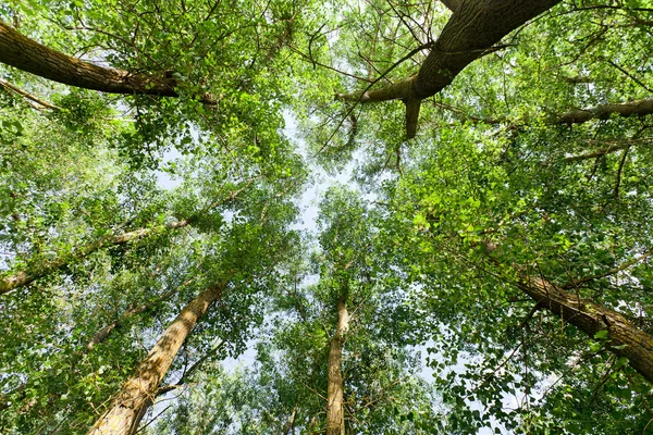 大自然。森林 — 图库照片