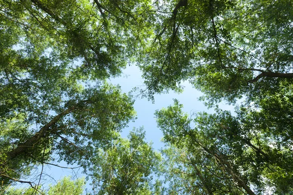 La natura. Foresta — Foto Stock