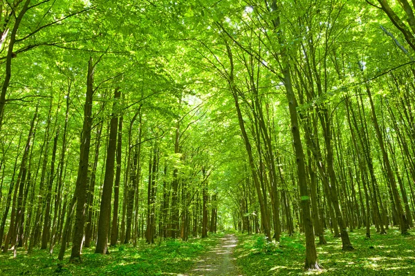 Nature. Green forest in summer — Stock Photo, Image