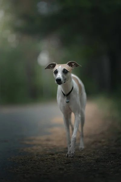 Whippet dog in a dark forest. Summer time