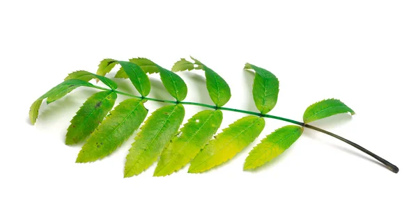 Rowan leaves on white background — Stock Photo, Image