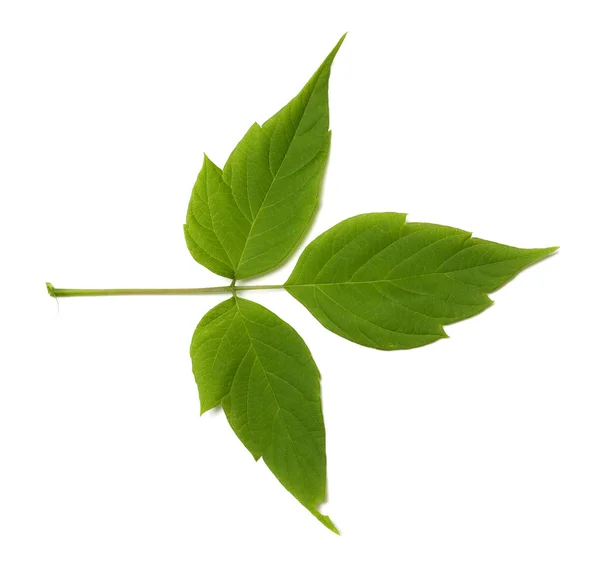 Grüne Asche (Eschen) Ahornblatt — Stockfoto