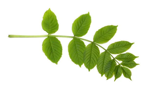 Green sorbus leaves — Stock Photo, Image