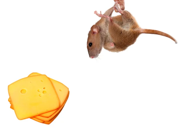 Fancy rat hang on finger and looking at slices of cheese — Stock Photo, Image