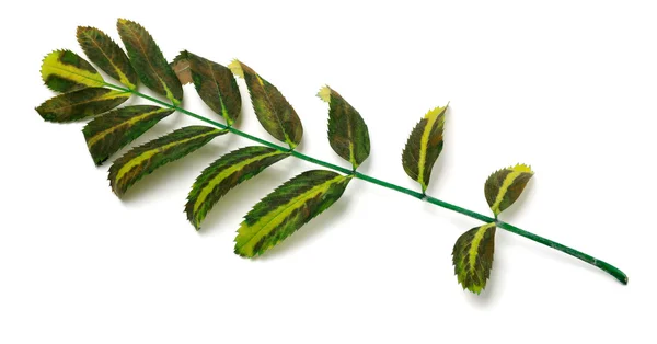 Multicolor leaves of rowan — Stock Photo, Image