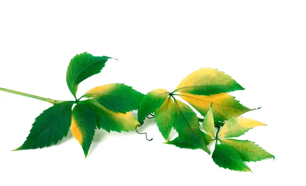 Green yellowed branch of grapes leaves — Stock Photo, Image