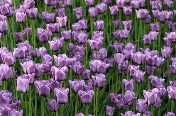 Tulpen-Hintergrund in Sonne Frühling — Stockfoto